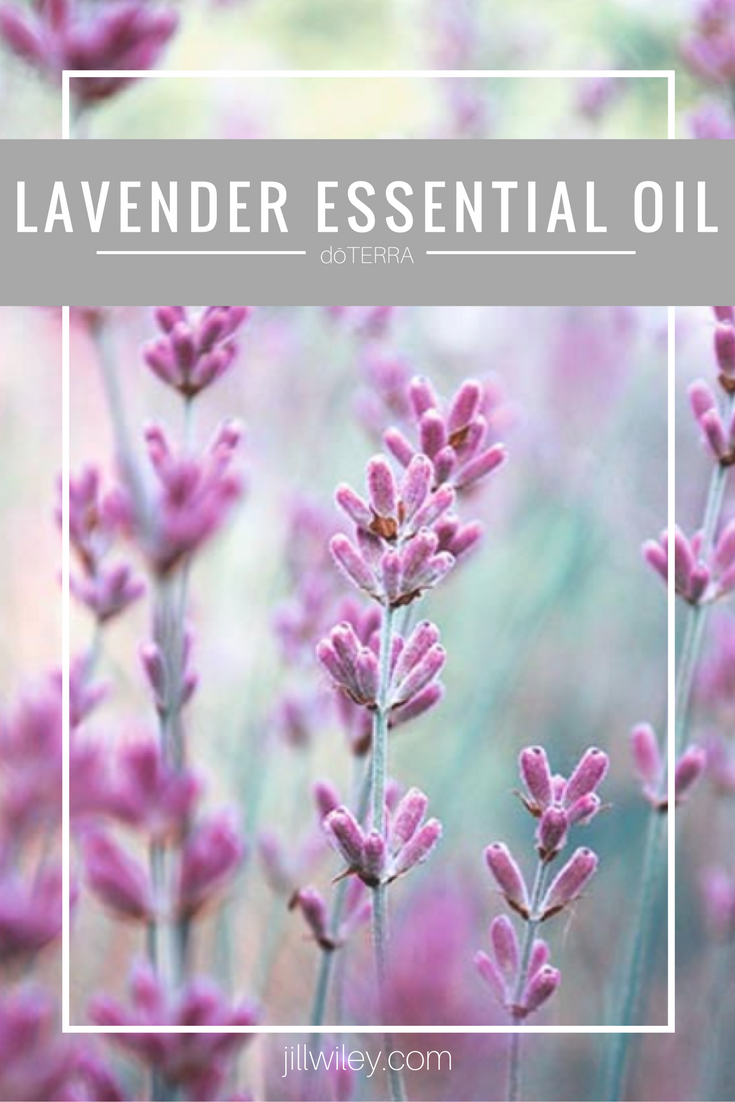 lavender doterra essential oil