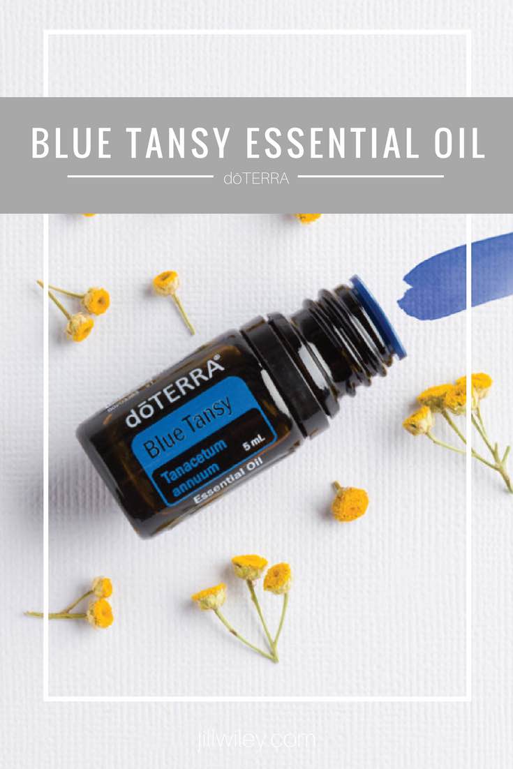 blue tansy essential oil jilwiley doterra